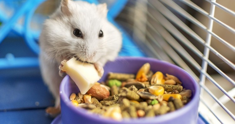 Hamster Russe : Tout savoir sur lui avant d’envisager l’adoption