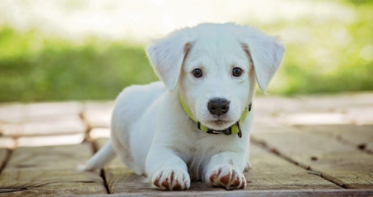 Chiens : Comment bien les éduquer ? Découvrez nos conseils.