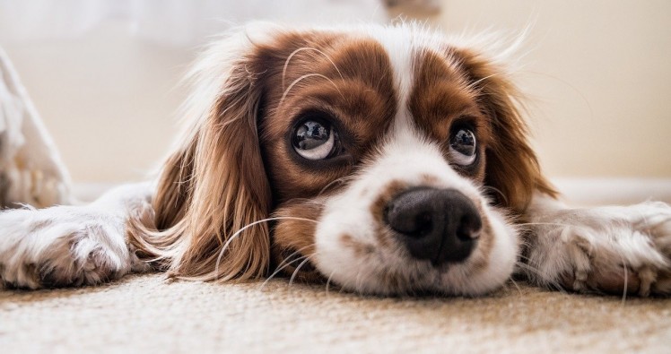 Mon chien est-il en bonne santé ? Voici comment le vérifier.